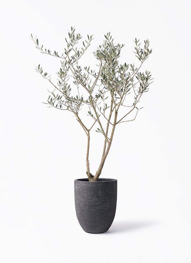 オリーブの木 8号 | 観葉植物 | 送料無料でお届け - Hitohana（ひとはな）
