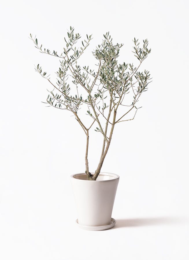 オリーブの木 8号 | 観葉植物 | 送料無料でお届け - Hitohana