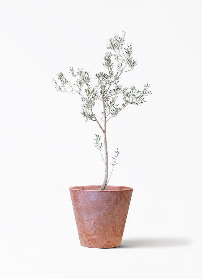 オリーブの木　ピクアル　7号　約120cm　NO.892　人気品種　現品掲載 観葉植物 オリーブの木 10号 ピクアル アートストーン ラウンド TERRA