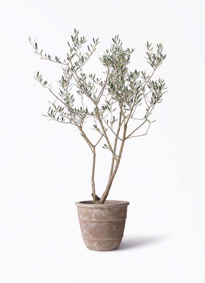 オリーブの木 8号 | 観葉植物 | 送料無料でお届け - Hitohana