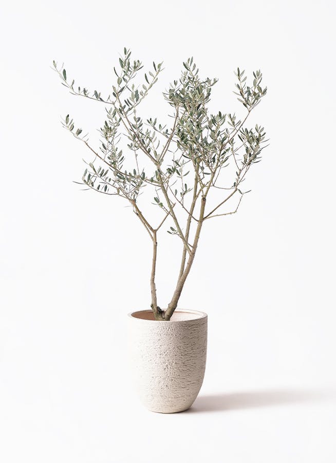 オリーブ　マンザニロ　2 オリーブの木 マンザニロ | 観葉植物 | 送料無料でお届け - Hitohana