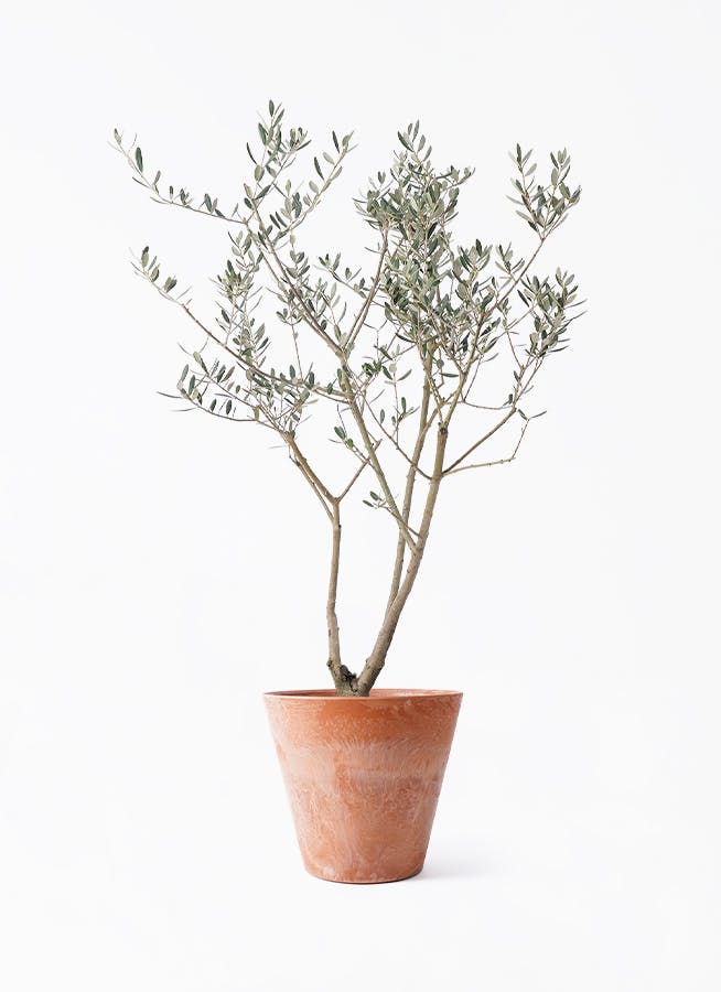 オリーブの木　デルモロッコ 観葉植物 オリーブの木 8号 デルモロッコ アートストーン ラウンド