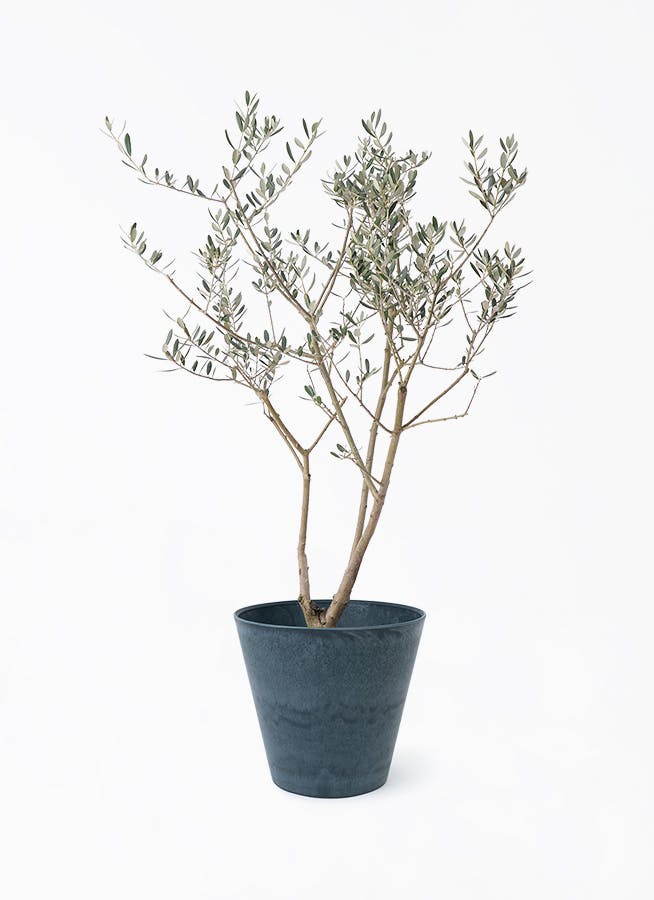 オリーブの木 8号 | 観葉植物 | 送料無料でお届け - Hitohana（ひとはな）