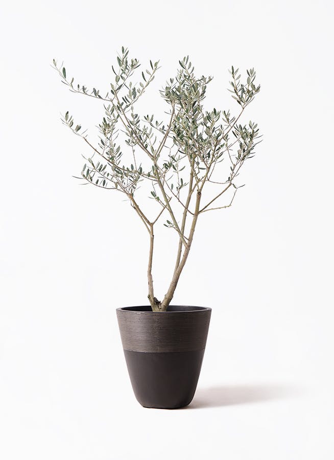 オリーブの木 8号 | 観葉植物 | 送料無料でお届け - Hitohana（ひとはな）