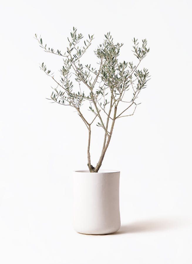 オリーブの木 マンザニロ | 観葉植物 | 送料無料でお届け - Hitohana