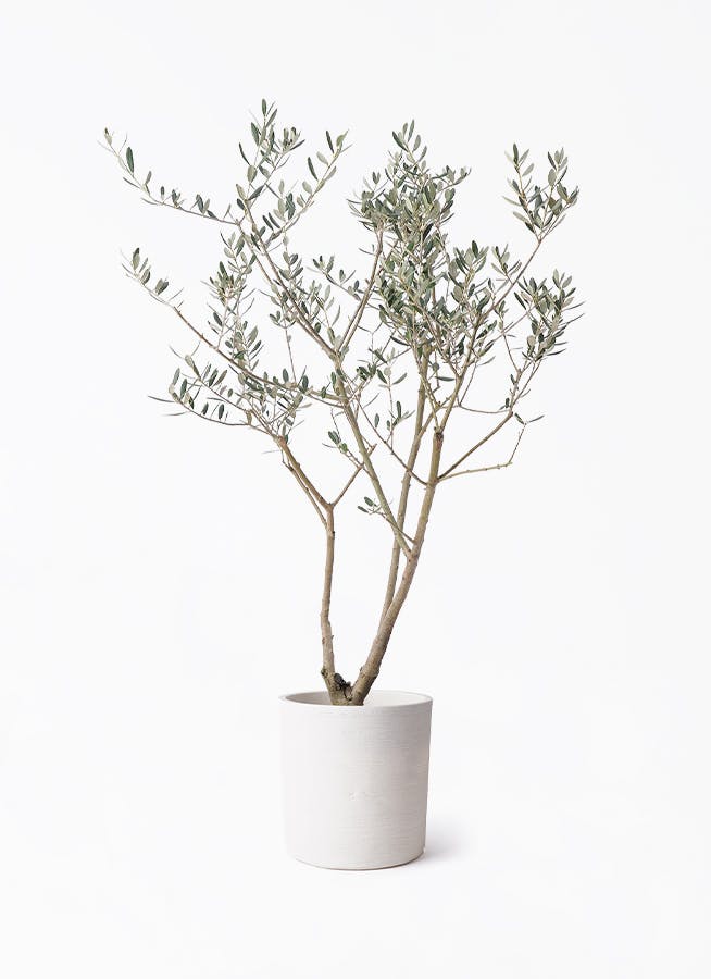 オリーブの木 マンザニロ | 観葉植物 | 送料無料でお届け - Hitohana