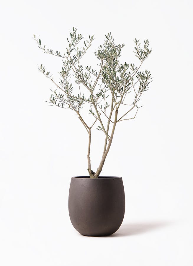 オリーブの木 8号 | 観葉植物 | 送料無料でお届け - Hitohana（ひとはな）