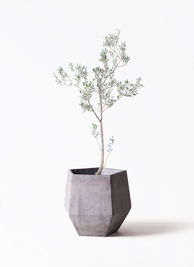 グレーの鉢カバー付きの観葉植物 | HitoHana（ひとはな）
