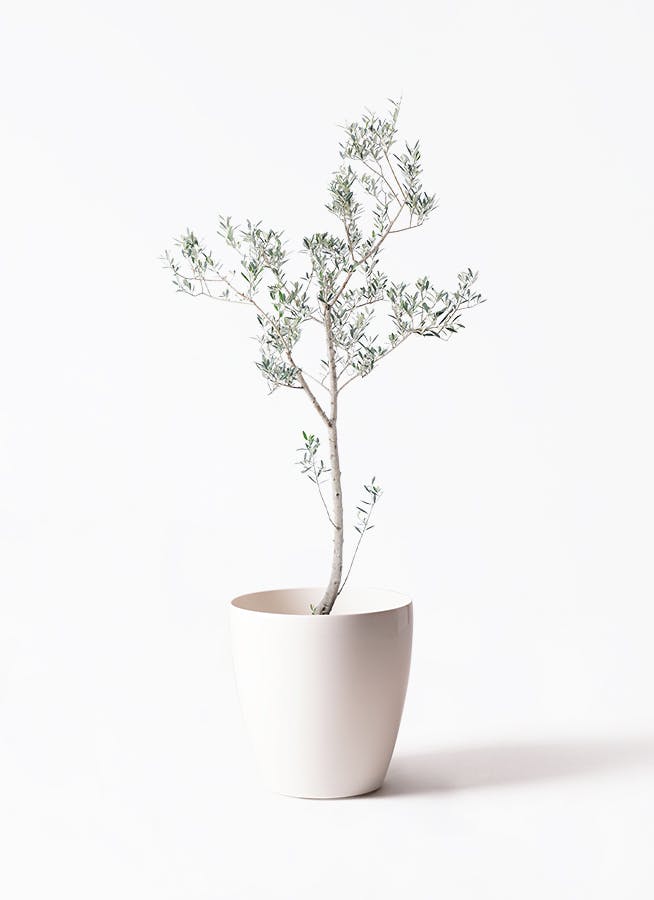［現品］29番　創樹　オリーブ　マンザニロ　7号　観葉植物　オリーブの木　人気 現品］29番 創樹 オリーブ マンザニロ 7号 観葉植物 ベランダ