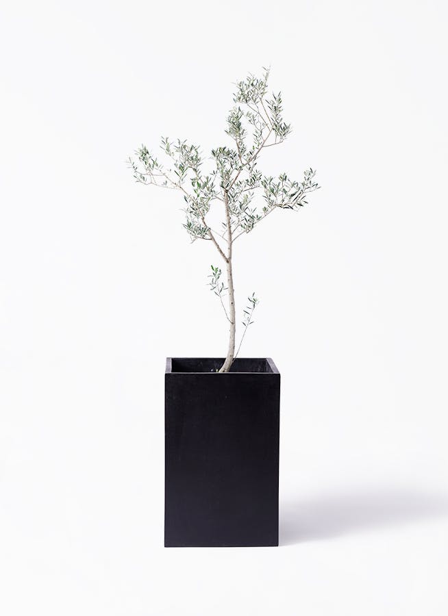 オリーブの木 マンザニロ | 観葉植物 | 送料無料でお届け - Hitohana