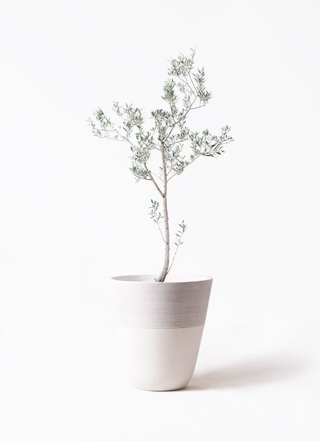 オリーブの木 マンザニロ 10号 約160cm NO.390 人気品種 一点物 【公式