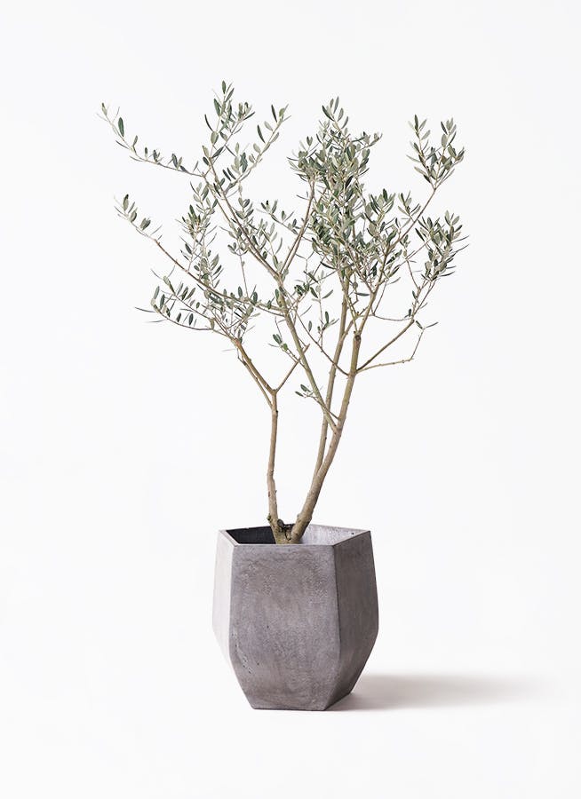 西木【プロフ必読】様 新番組『P-CREW』 ぐちつぼ/ストグラ/西山智樹/『18TRIP』出演