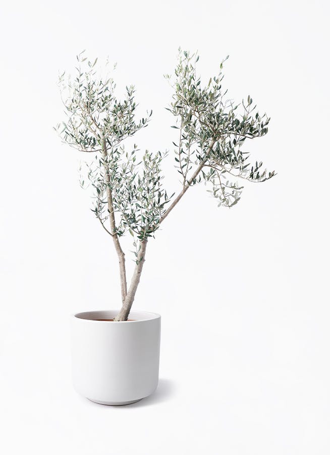 o*u様 オリーブの木,た植物/観葉植物ミッション『綺麗な樹形。全長約160㌢ 観葉植物 オリーブ 10号 ミッション ジュピター 白 付き | 観葉