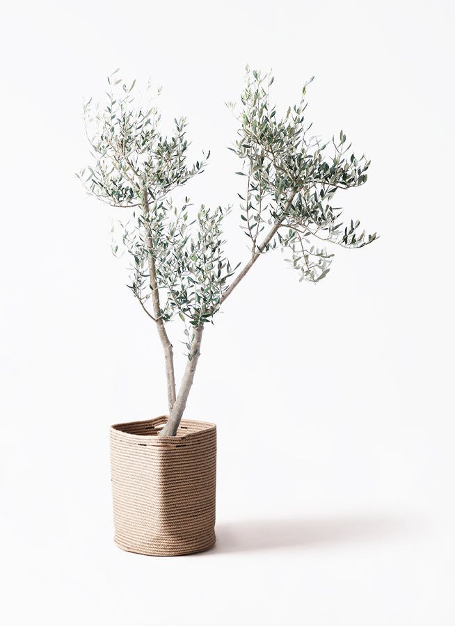 オリーブの木 ミッション | 観葉植物 | 送料無料でお届け - Hitohana