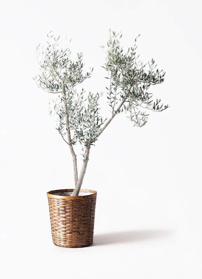 オリーブの木 ミッション | 観葉植物 | 送料無料でお届け - Hitohana 