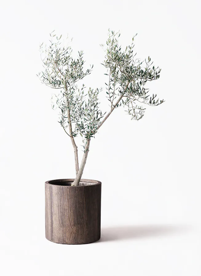 オリーブの木 ミッション | 観葉植物 | 送料無料でお届け - Hitohana 