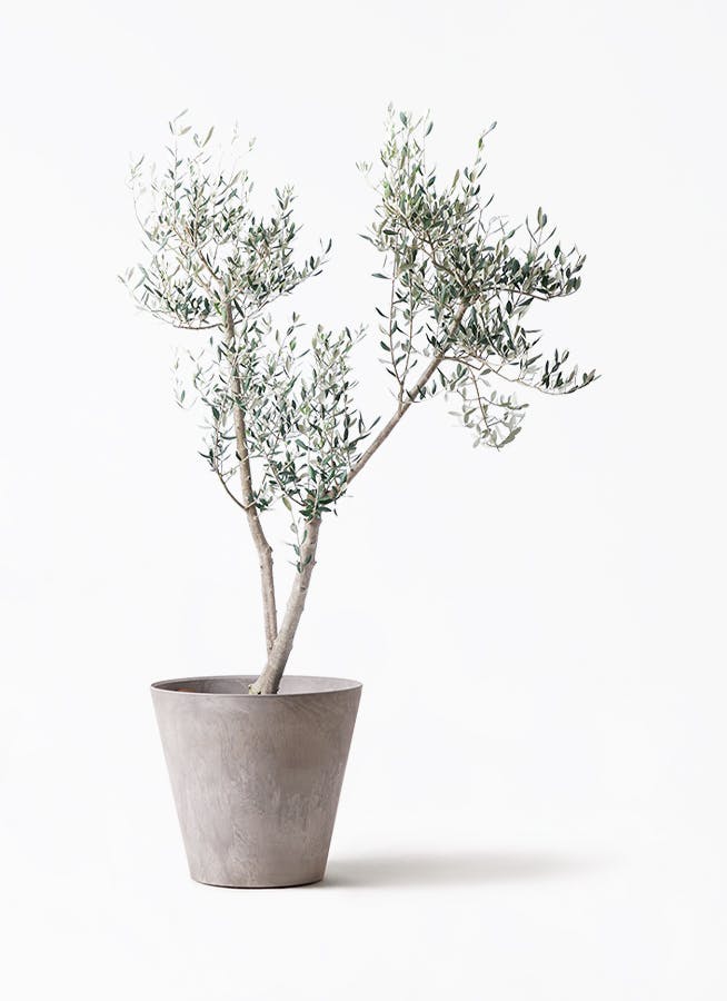 オリーブの木 ミッション | 観葉植物 | 送料無料でお届け - Hitohana