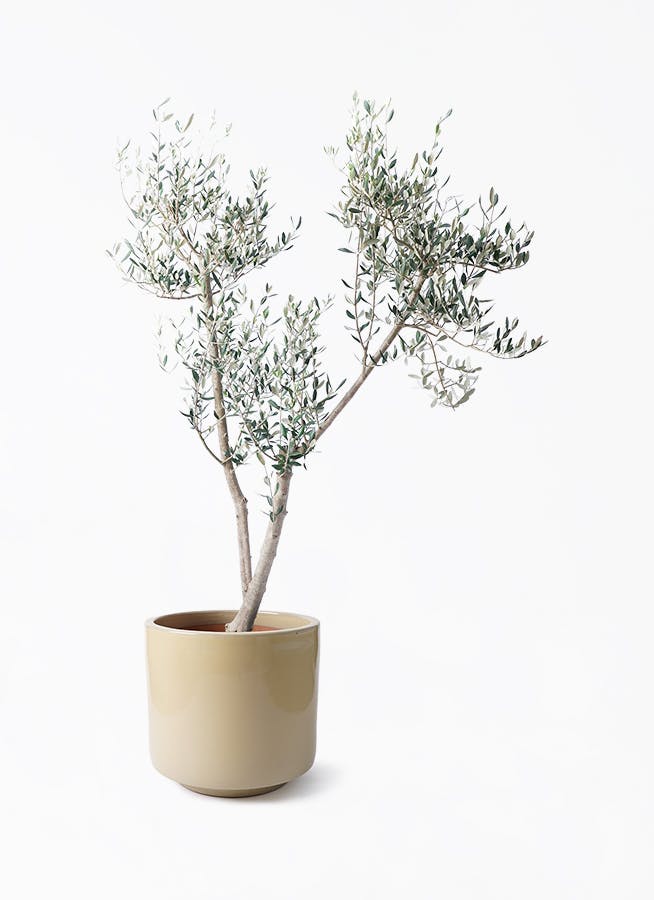オリーブの木 ミッション | 観葉植物 | 送料無料でお届け