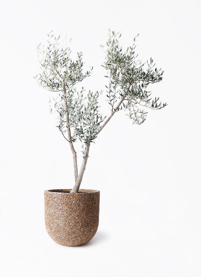 オリーブの木 ミッション | 観葉植物 | 送料無料でお届け - Hitohana