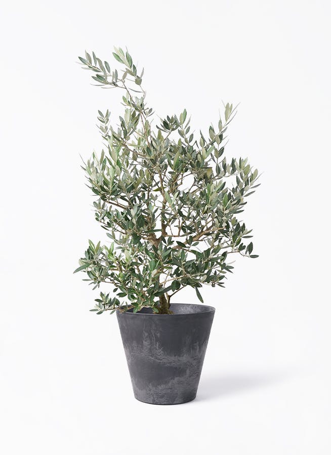 オリーブの木　ピクアル　8号　約110cm　NO.917　人気品種　現品掲載 観葉植物 オリーブの木 8号 ピクアル アートストーン ラウンド