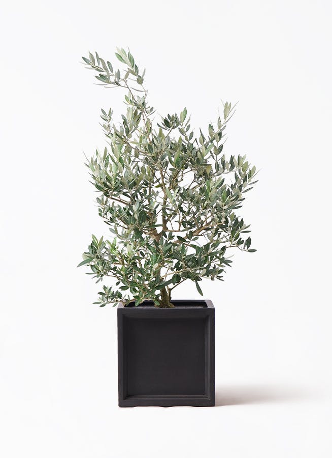 オリーブの木 ピクアル | 観葉植物 | 送料無料でお届け - Hitohana