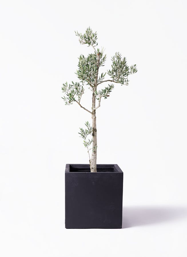 オリーブの木 ピクアル | 観葉植物 | 送料無料でお届け - Hitohana