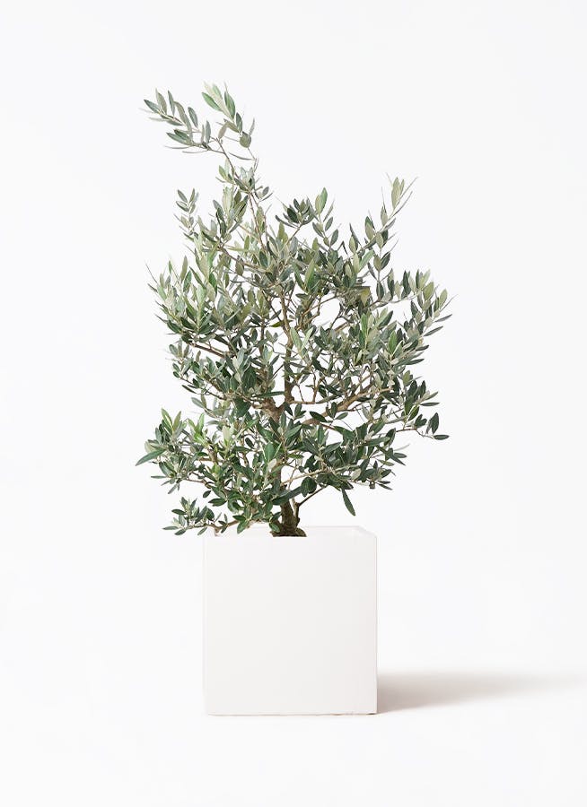 観葉植物 オリーブ 8号 ルッカ バスク キューブ 付き | 観葉植物なら