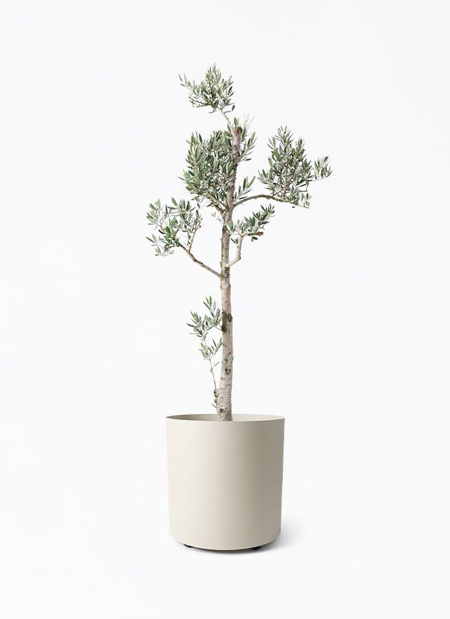 オリーブの木 ピクアル 7号 約100cm NO.939 人気品種 現品掲載 【公式