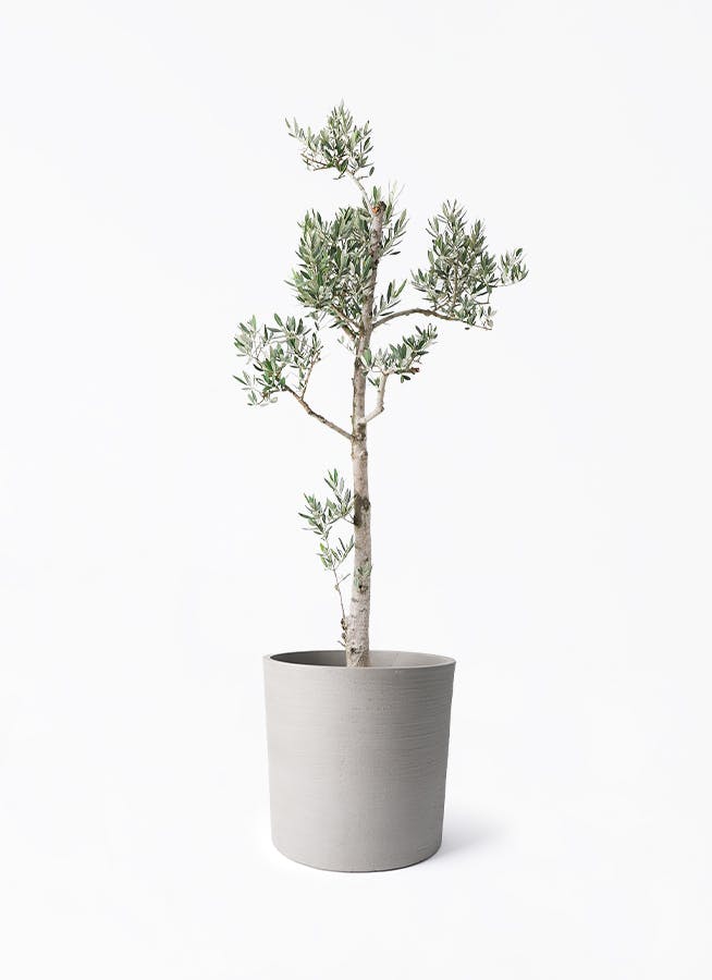 オリーブの木 ピクアル | 観葉植物 | 送料無料でお届け - Hitohana
