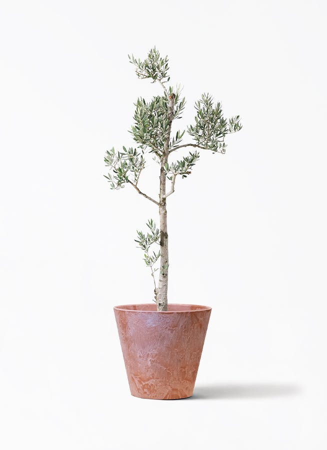 観葉植物 オリーブの木 10号 レッチーノ アートストーン ラウンド