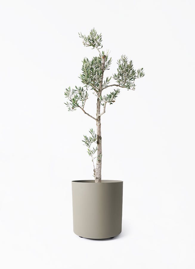 オリーブの木 ピクアル | 観葉植物 | 送料無料でお届け - Hitohana