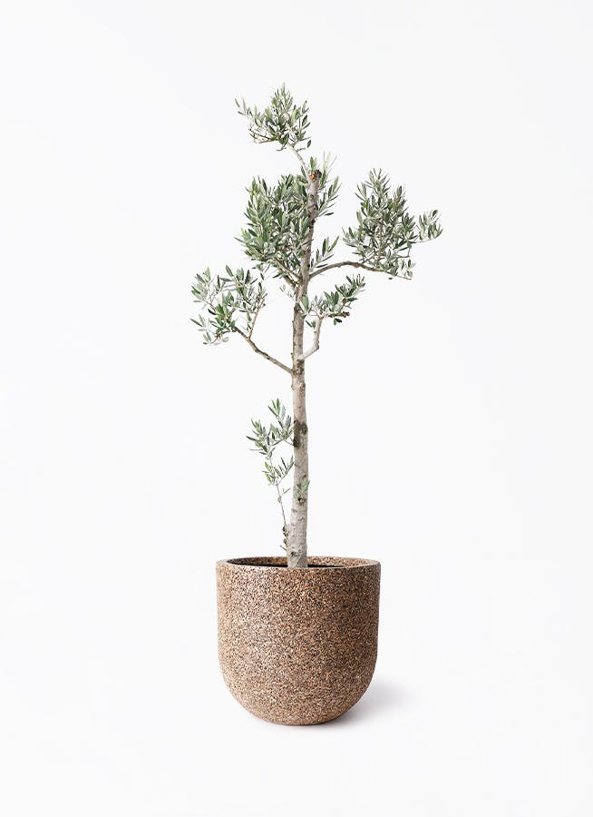 オリーブの木 ピクアル | 観葉植物 | 送料無料でお届け - Hitohana