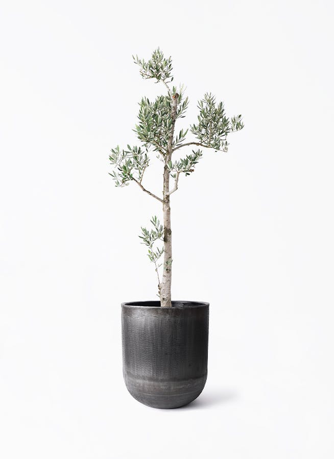 黒・ブラックの鉢カバー付きの観葉植物 | HitoHana（ひとはな）