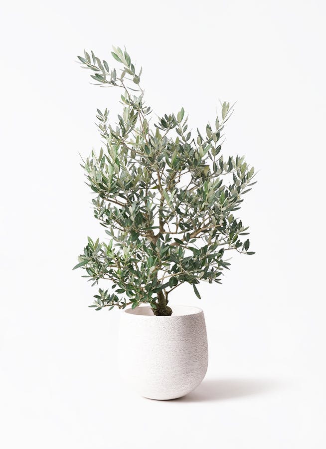 オリーブの木　ピクアル　7号　約120cm　NO.465　人気品種　一点物 2025年最新】オリーブの木 ピクアルの人気アイテム - メルカリ