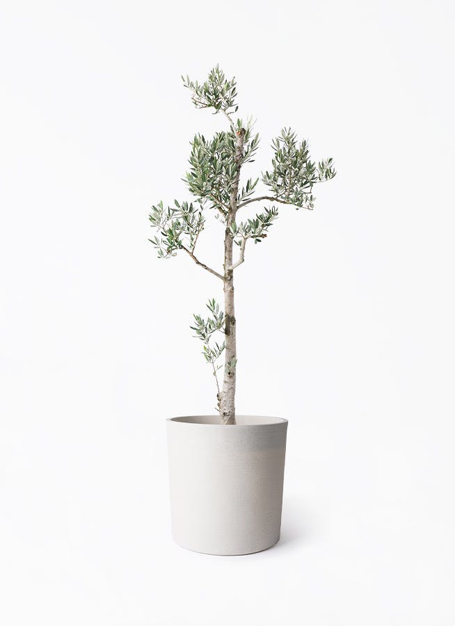 オリーブの木 ピクアル | 観葉植物 | 送料無料でお届け - Hitohana