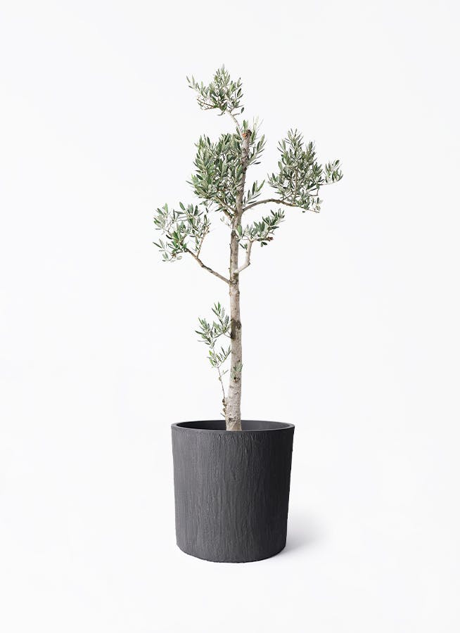 オリーブの木 ピクアル | 観葉植物 | 送料無料でお届け - Hitohana