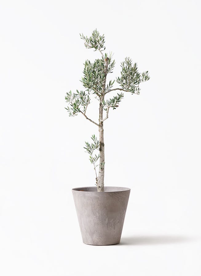 オリーブの木 10号 | 観葉植物 | 送料無料でお届け - Hitohana（ひとはな）