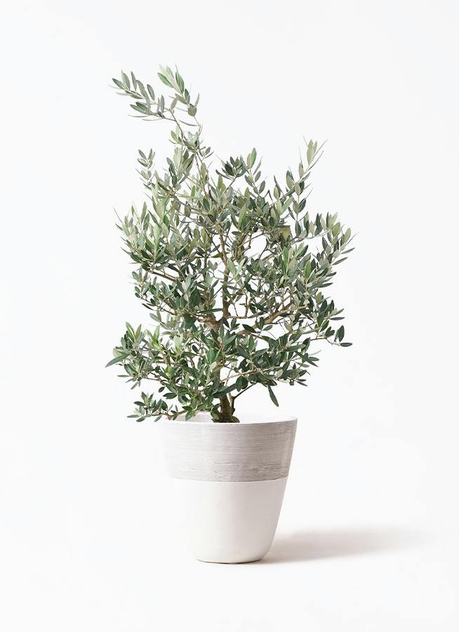 オリーブの木　ピクアル　7号　約105cm　NO.1031　人気品種　現品掲載 観葉植物 オリーブの木 ピクアル 7号 約105cm NO.1031 人気品種 現品掲載