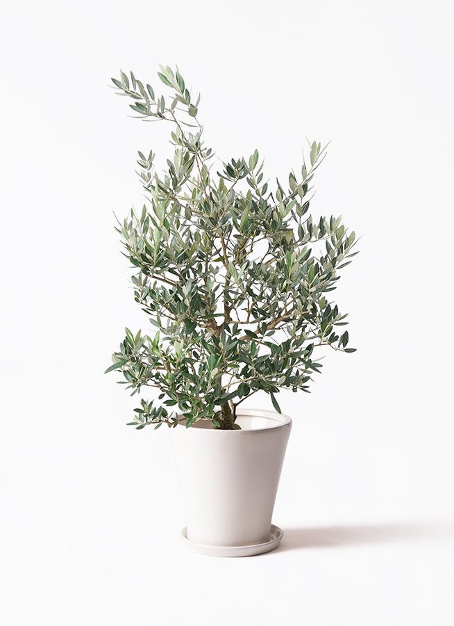 オリーブの木　ピクアル 観葉植物 オリーブの木 10号 ピクアル プラスチック鉢 / 小倉園