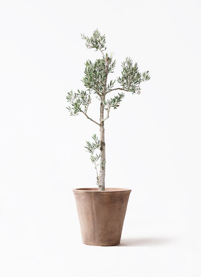 オリーブの木 ピクアル | 観葉植物 | 送料無料でお届け - Hitohana