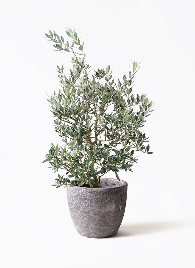 オリーブの木 ピクアル | 観葉植物 | 送料無料でお届け - Hitohana