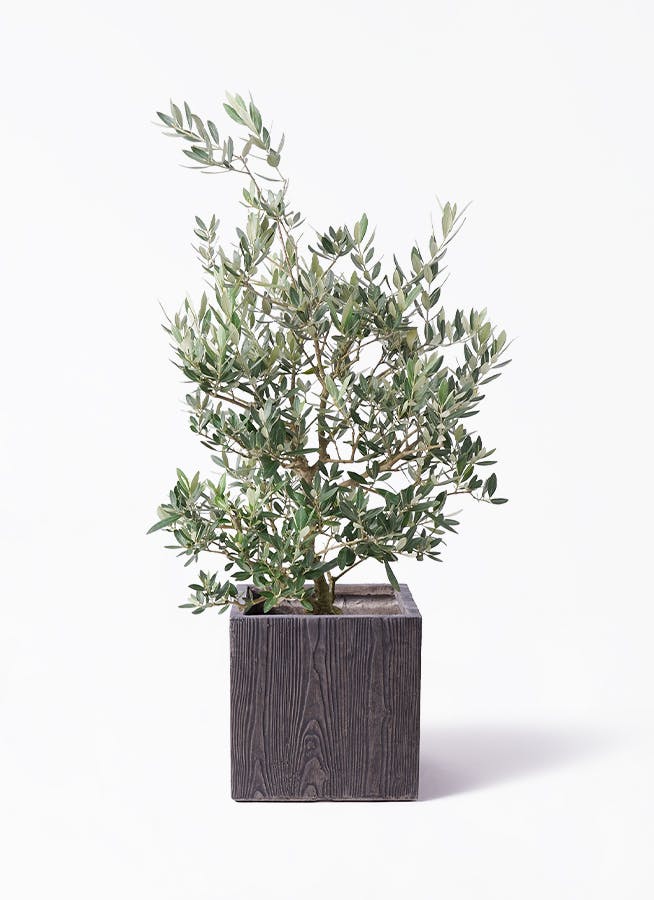 オリーブの木 ピクアル | 観葉植物 | 送料無料でお届け - Hitohana