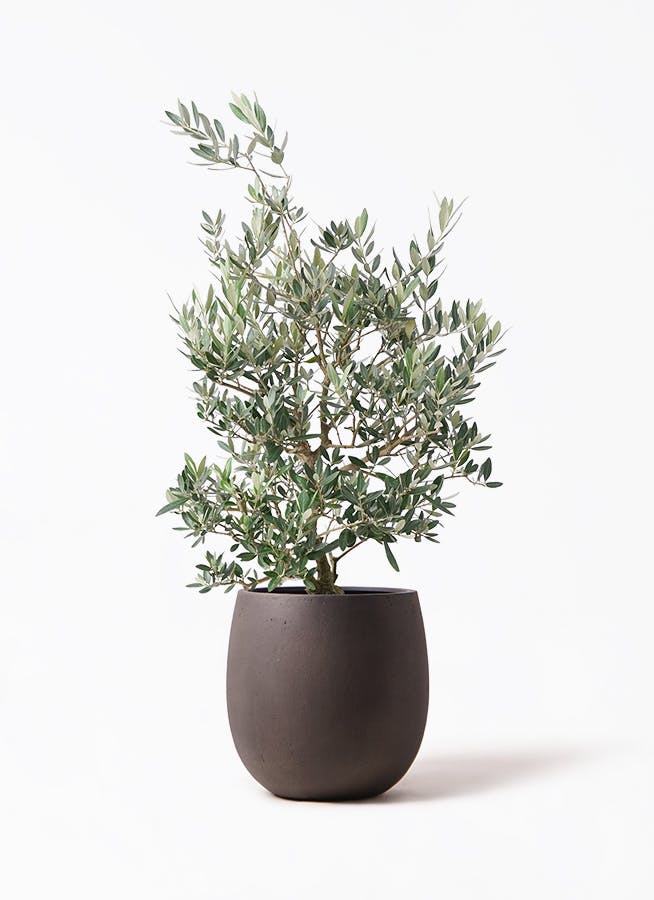 オリーブの木 ピクアル | 観葉植物 | 送料無料でお届け - Hitohana