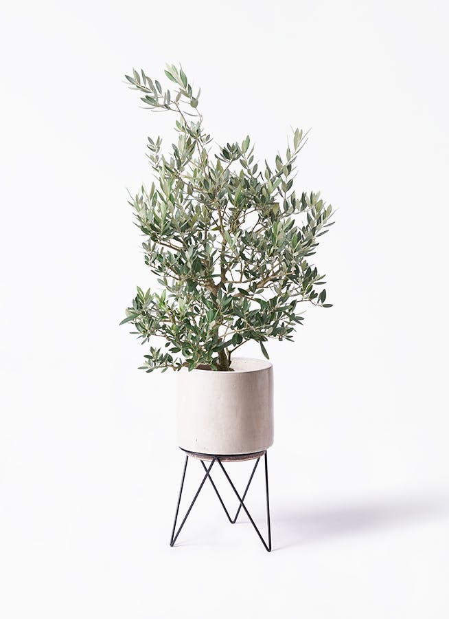 オリーブの木 ピクアル | 観葉植物 | 送料無料でお届け - Hitohana