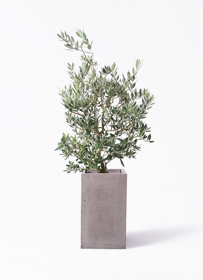 観葉植物 オリーブの木 8号 ピクアル セドナロング グレイ 付き | 観葉