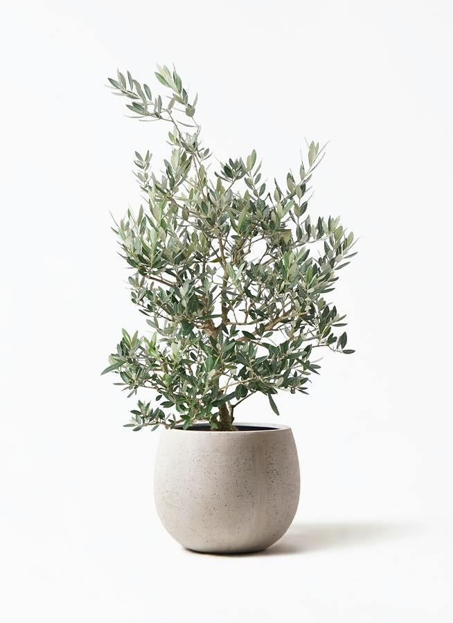 オリーブの木 ピクアル | 観葉植物 | 送料無料でお届け - Hitohana