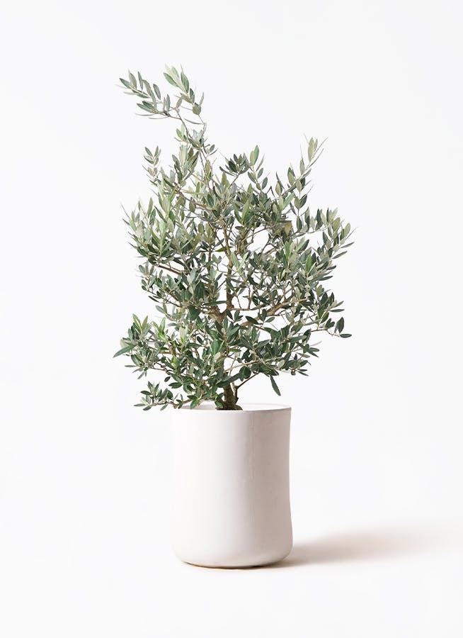 オリーブの木 ピクアル | 観葉植物 | 送料無料でお届け - Hitohana