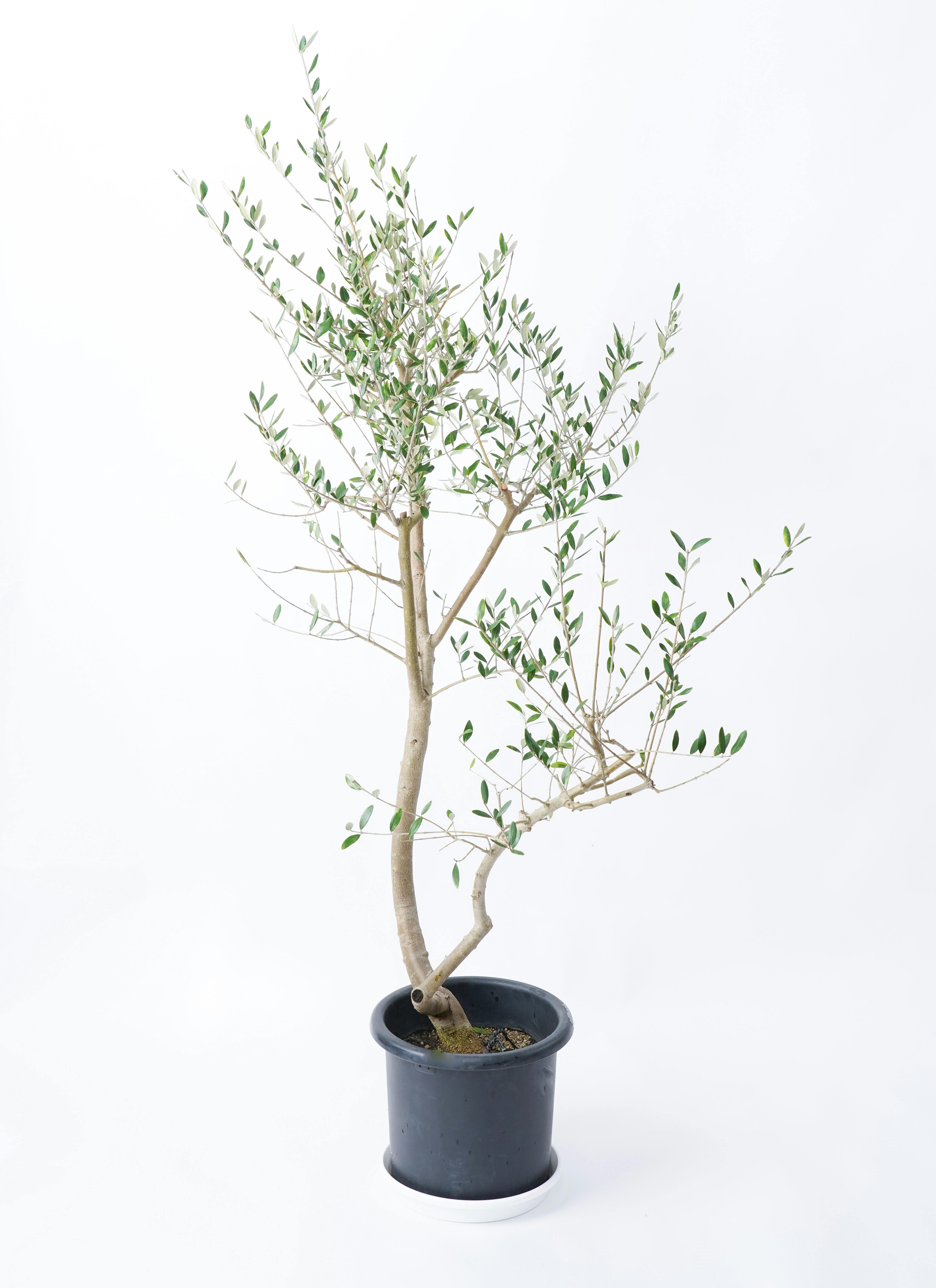 観葉植物 オリーブ 10号 レッチーノ プラスチック鉢 | 観葉植物ならHitoHana(ひとはな)