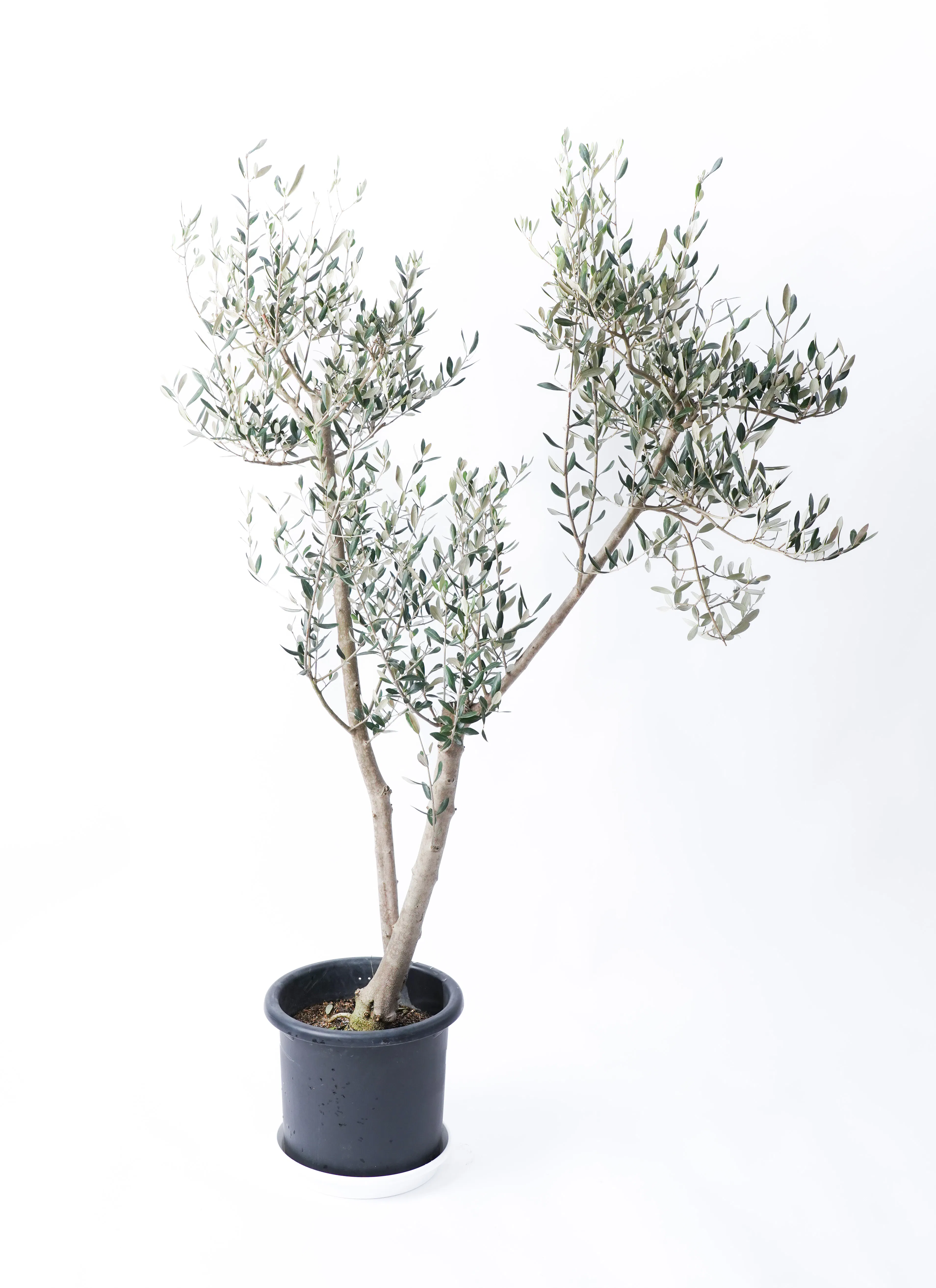 オリーブの木 ミッション | 観葉植物 | 送料無料でお届け - Hitohana 