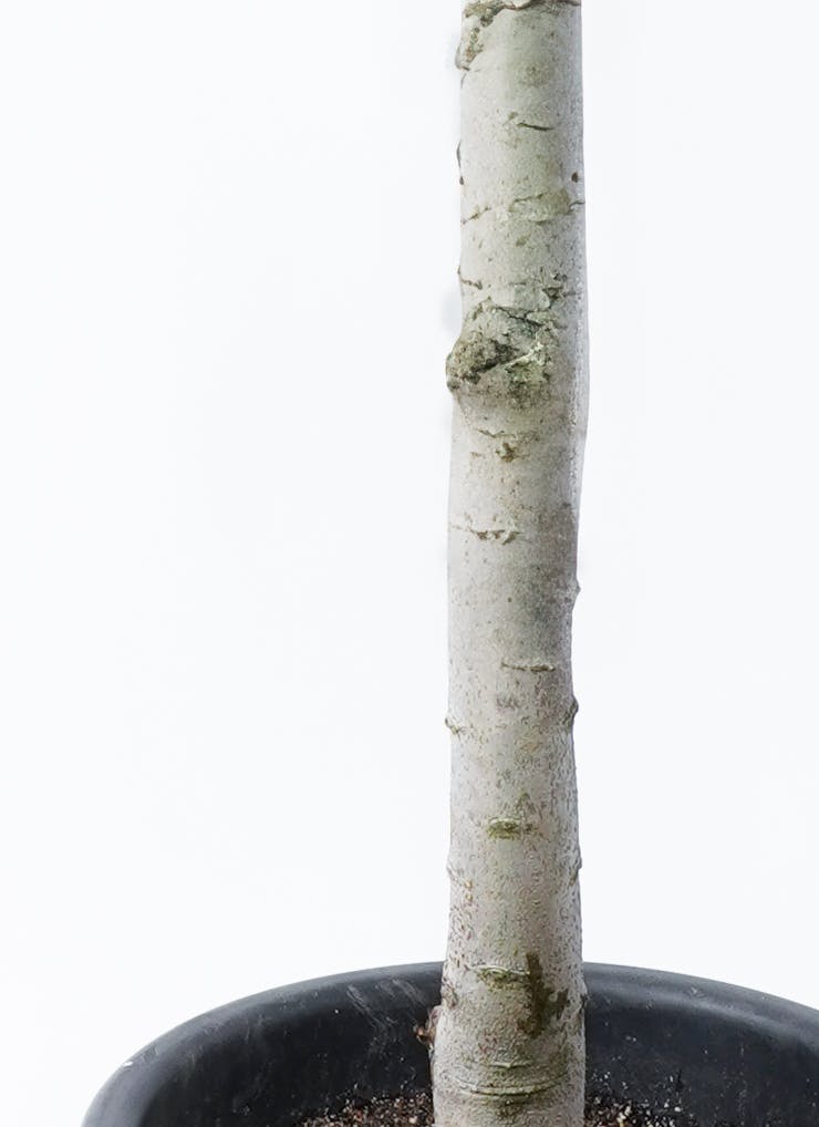 オリーブの木,植物/観葉植物アルベキーナ『花芽ギッシリ　約185㌢綺麗な樹形』 オリーブの木 アルベキーナ | 観葉植物 | 送料無料でお届け